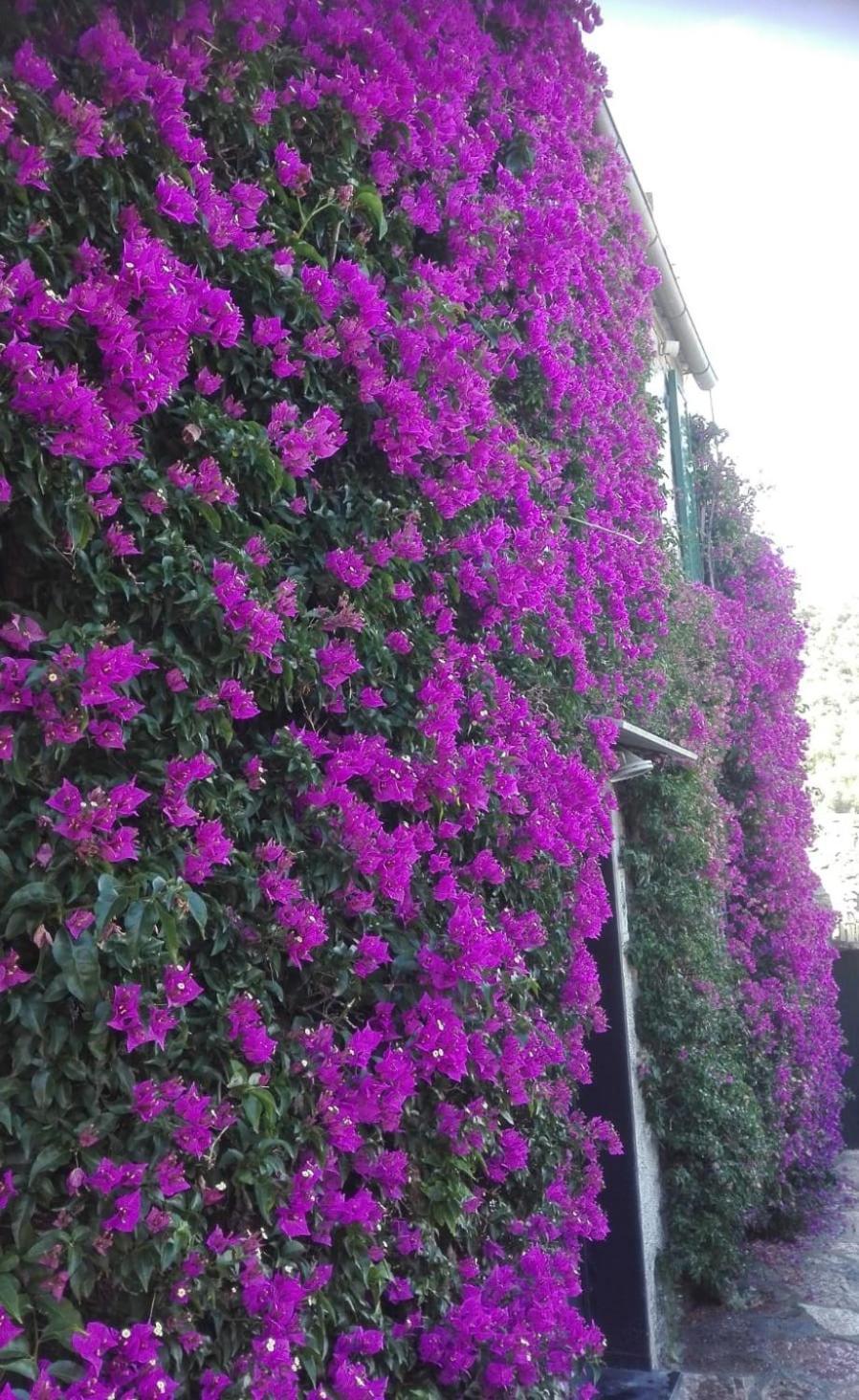 La Bouganvilla Портовенере Екстериор снимка